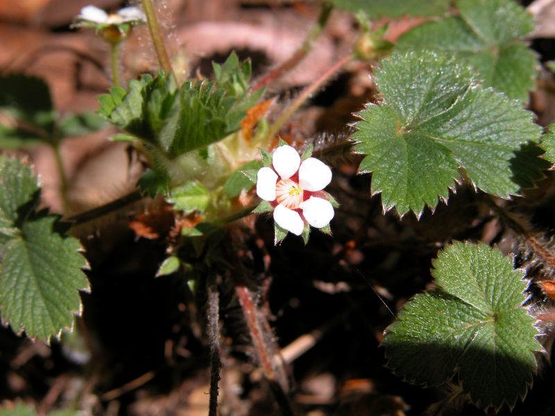 Potentilla micrantha